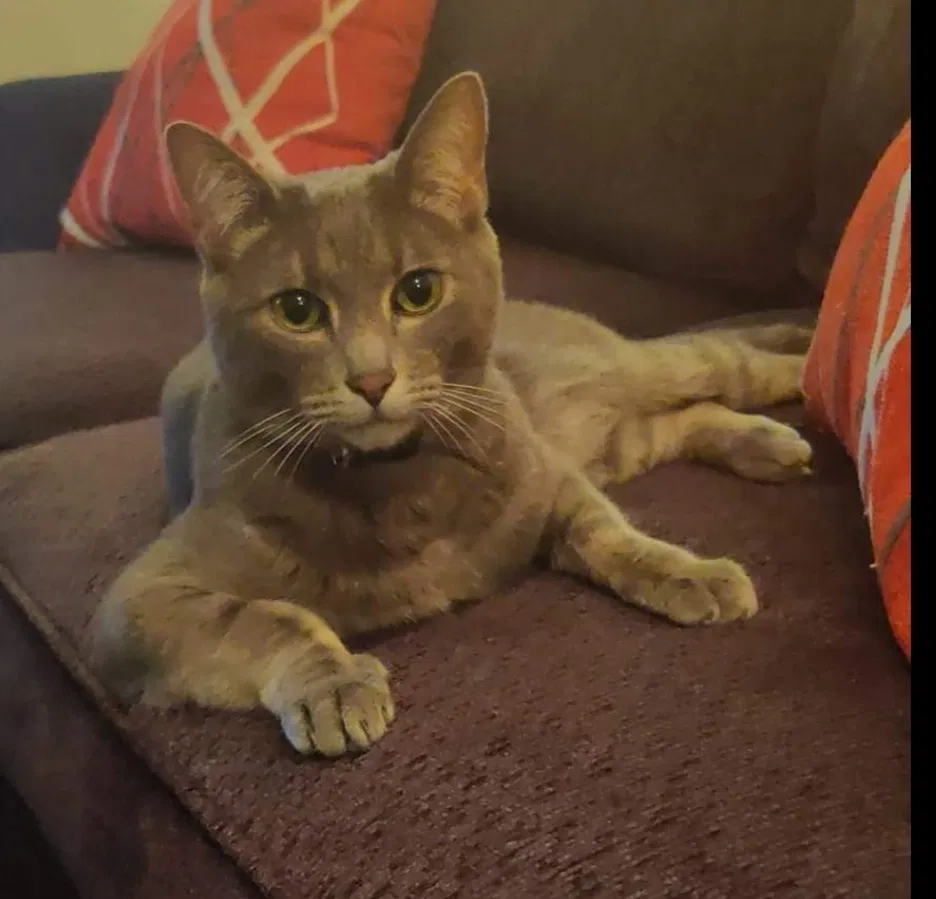 Lost cat in Colorado Springs, CO, 80916
