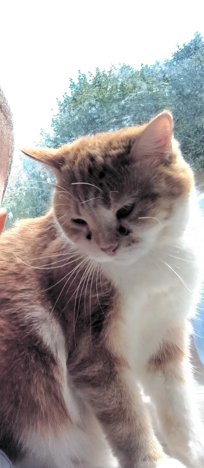Lost cat in Grand Rapids, MI, 49503