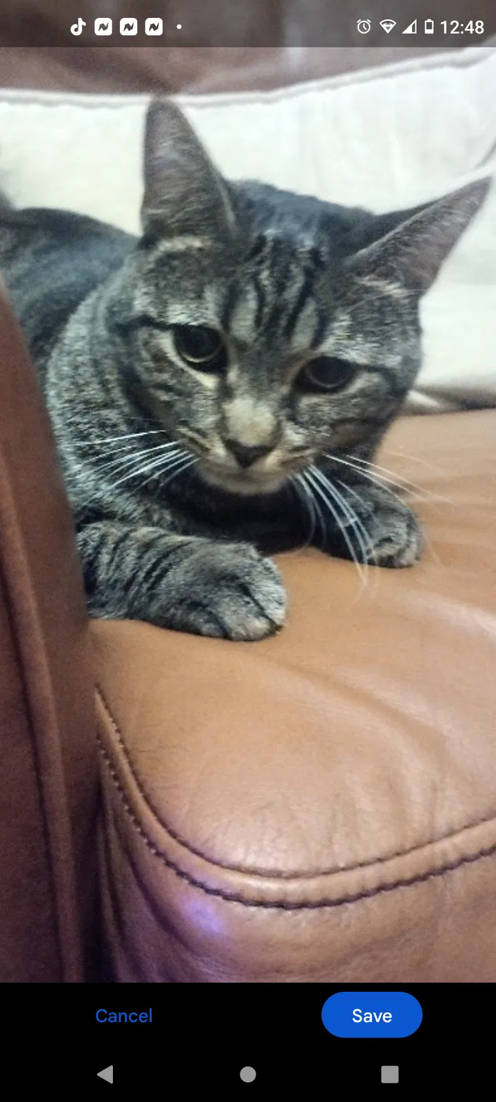 Lost cat in Canal Winchester, OH, 43110