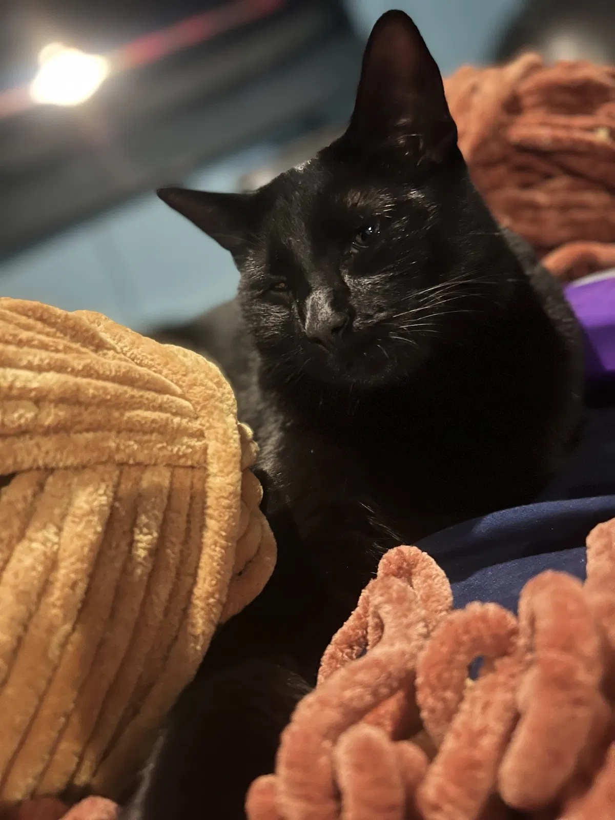 Lost cat in Vallejo, CA, 94591