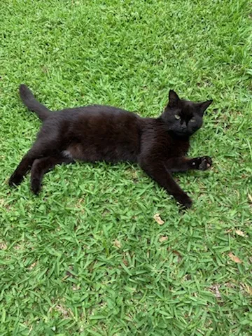 Lost cat in Fort Worth, TX, 76123