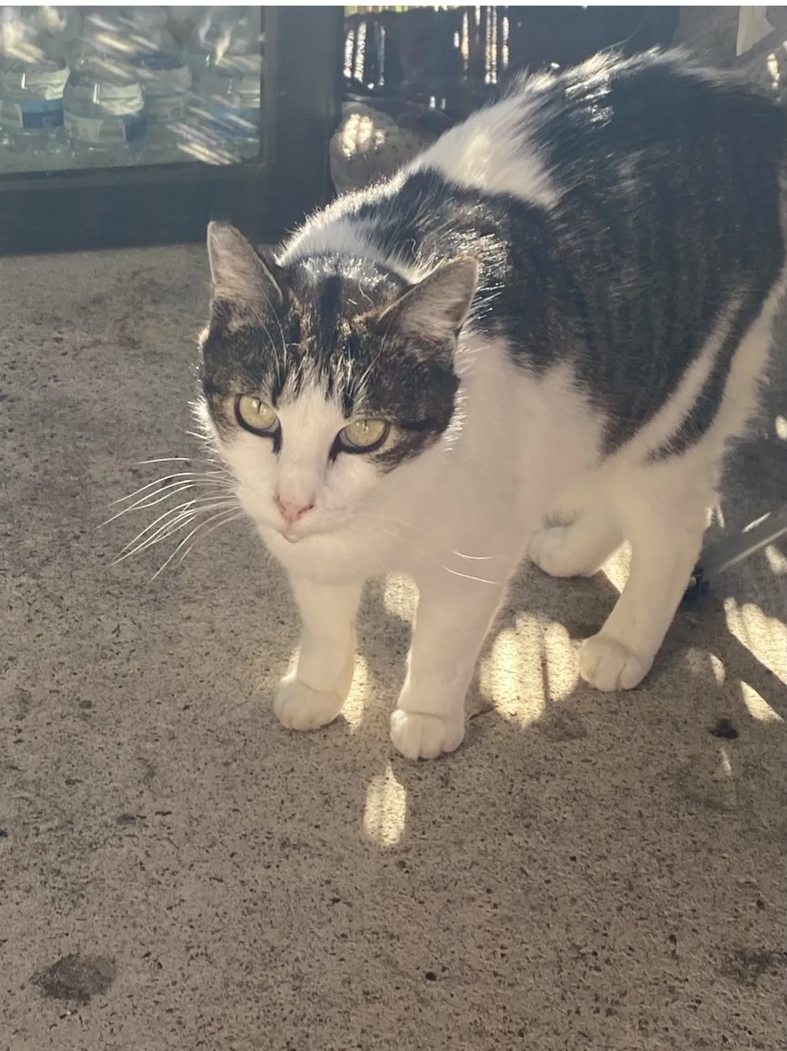 Lost cat in San Marcos, CA, 92069