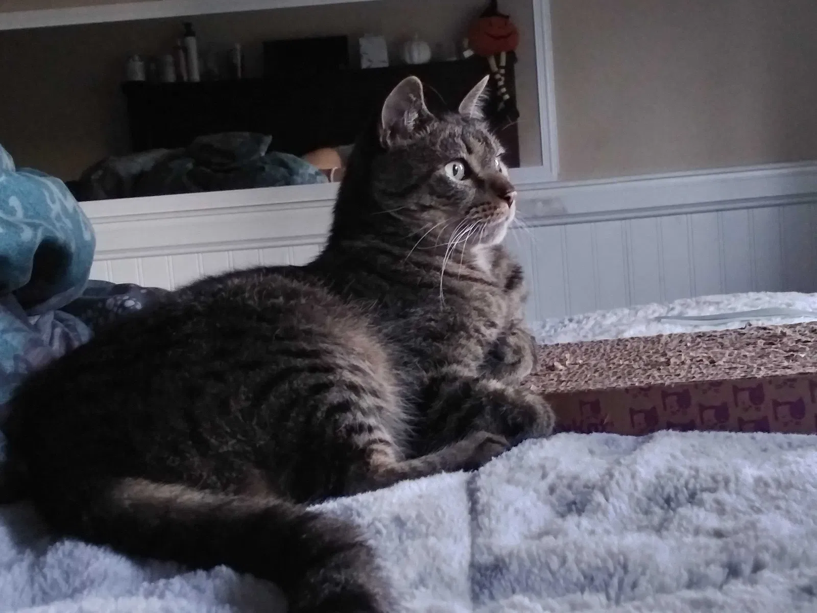 Lost cat in Las Vegas, NV, 89108