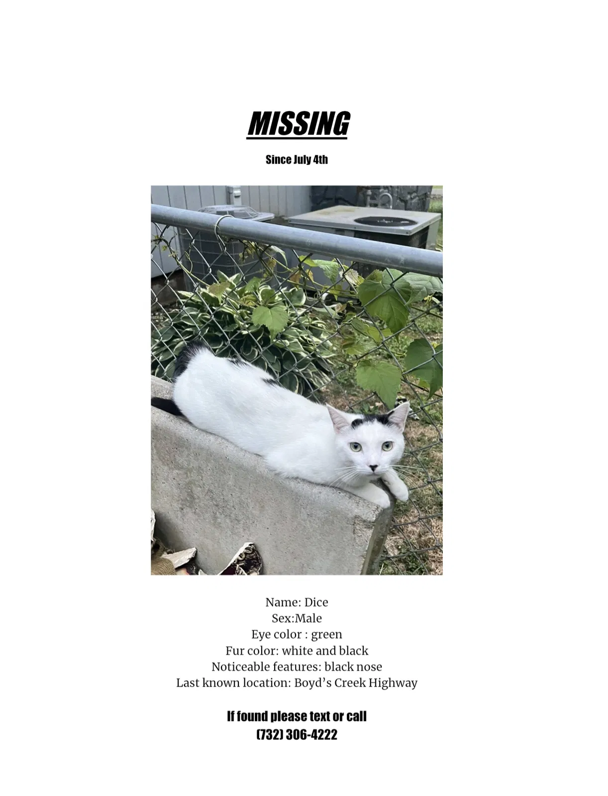Lost cat in Seymour, TN, 37865