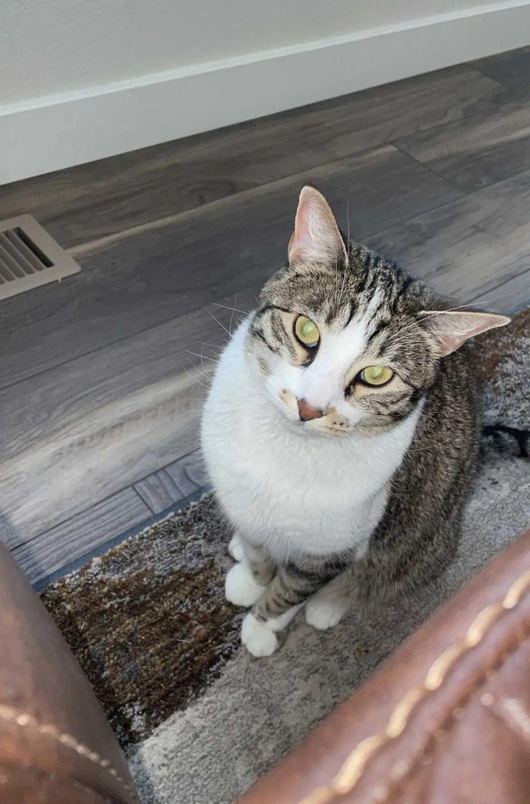 Lost cat in Colorado Springs, CO, 80927