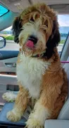 Lost dog in Strongsville, OH, 44136