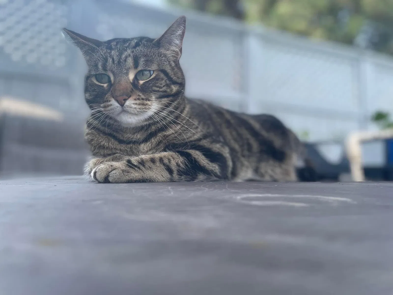 Lost cat in Harrison Township, MI, 48045