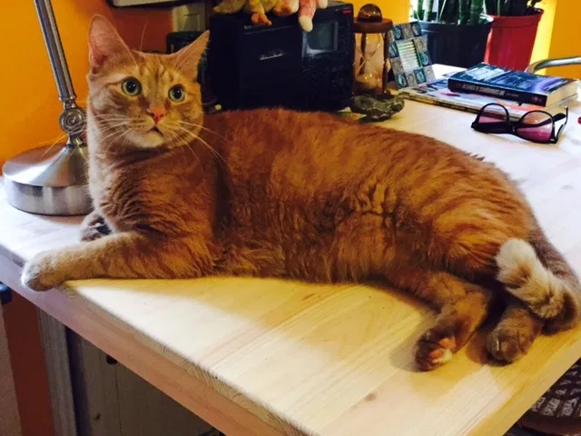 Lost cat in Bonita Springs, FL, 34135