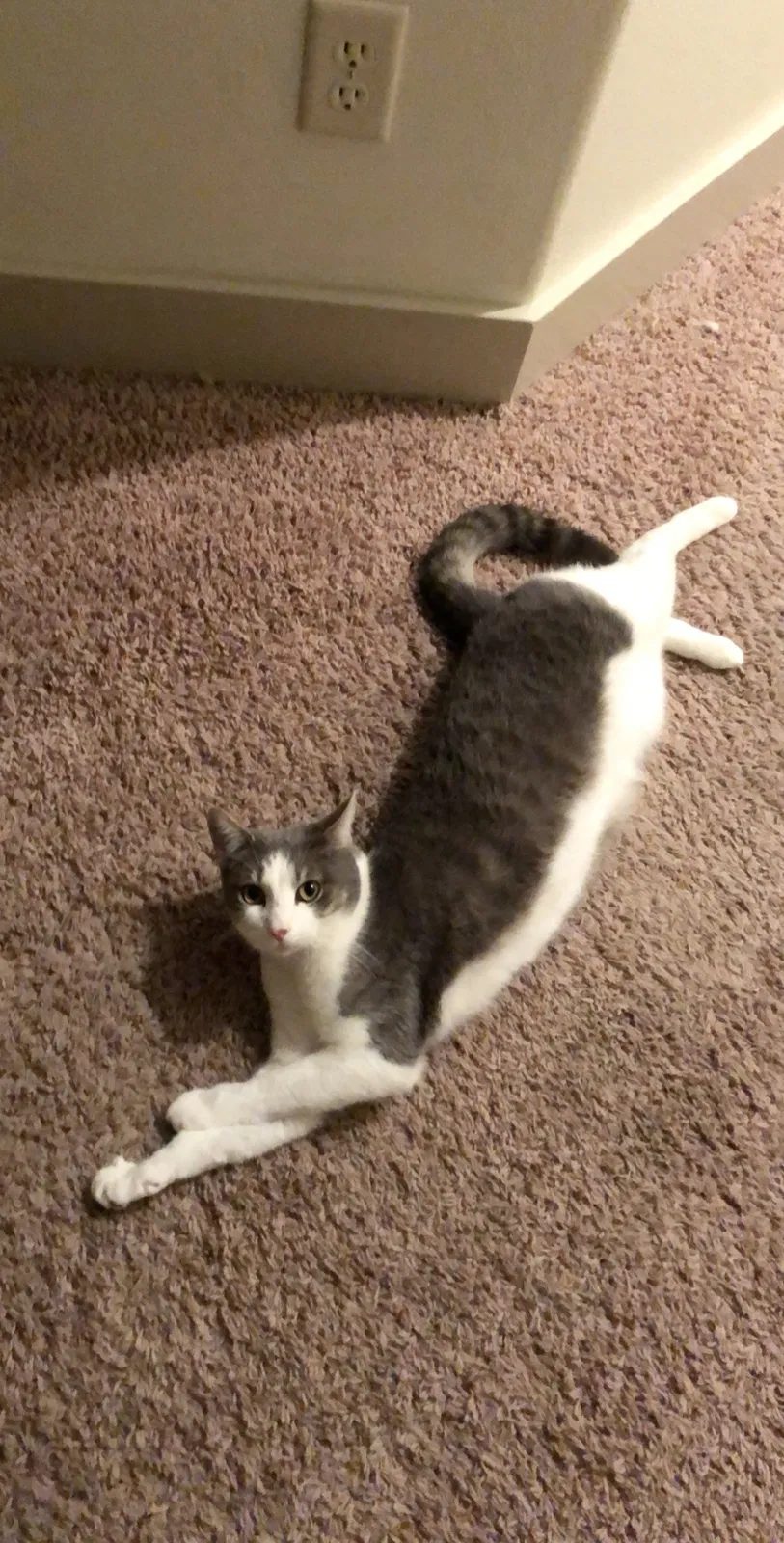 Lost cat in Boise, ID, 83709
