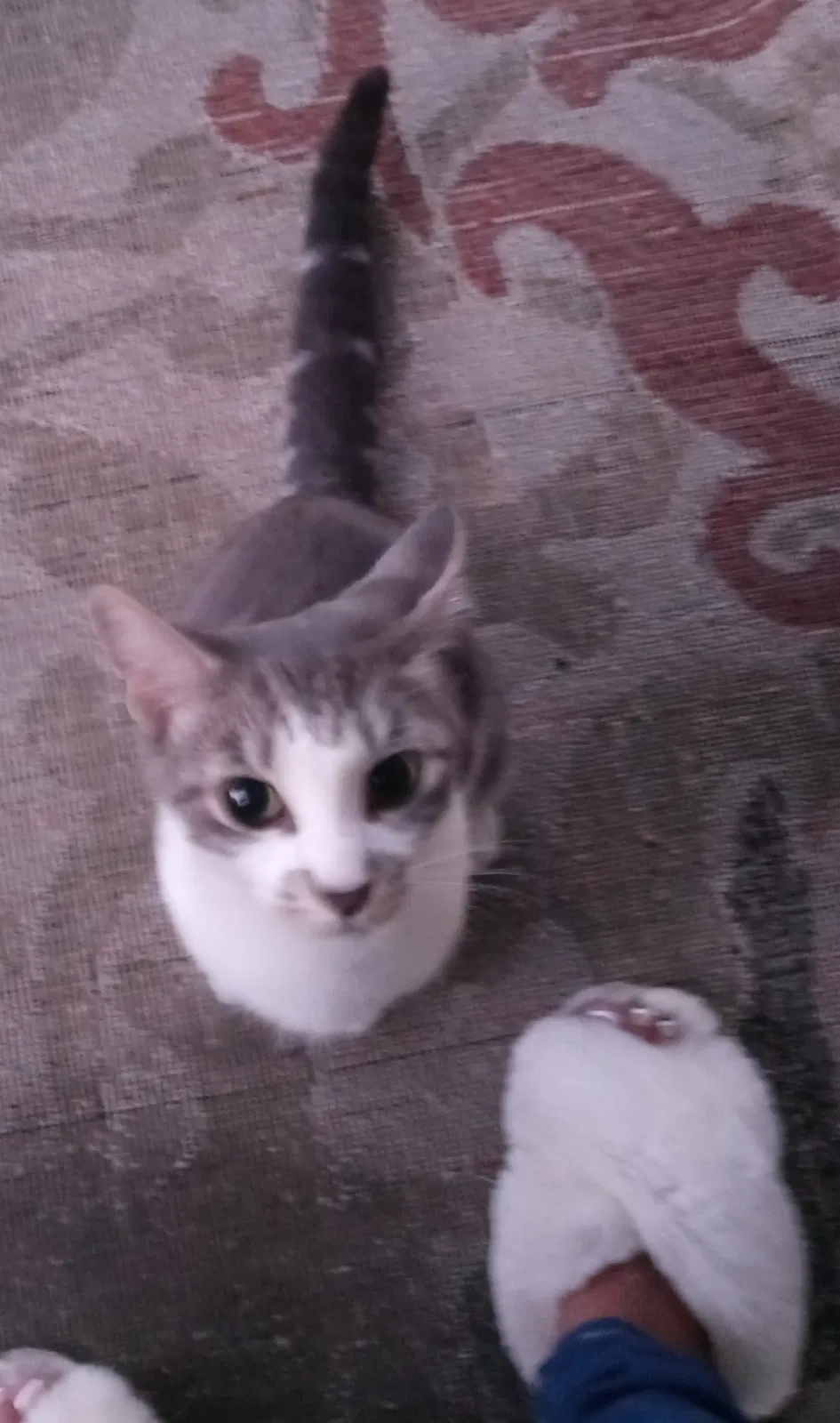 Found cat in Cleveland, OH, 44109