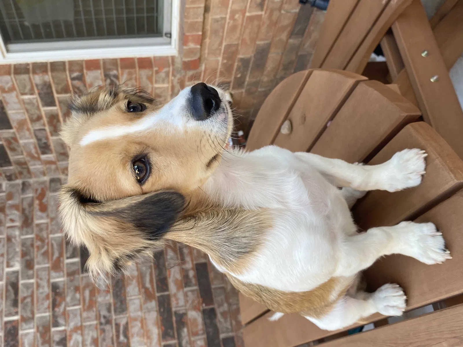 Found dog in Mcloud, OK, 74851