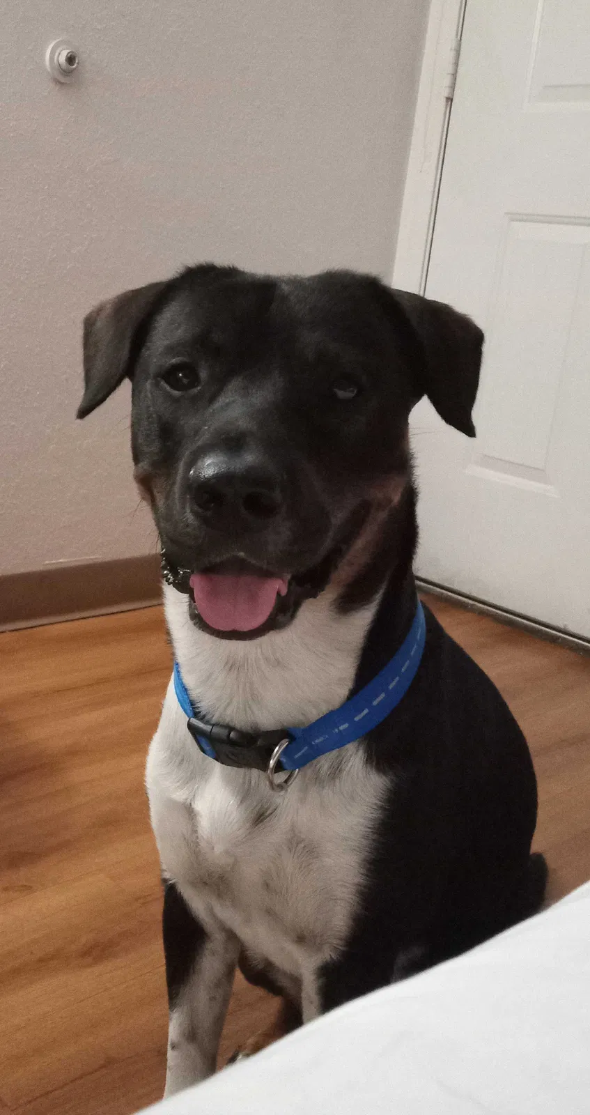 Lost dog in San Antonio, TX, 78226