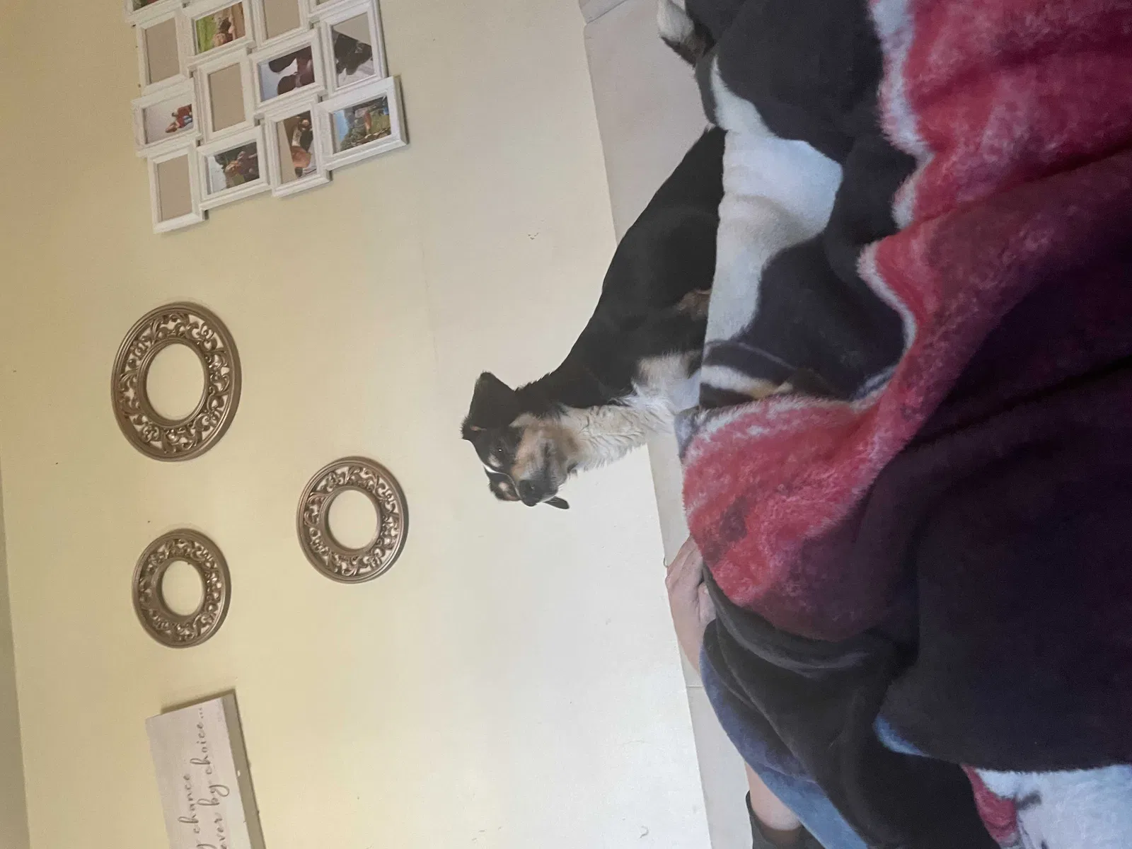 Lost dog in Trenton, OH, 45067