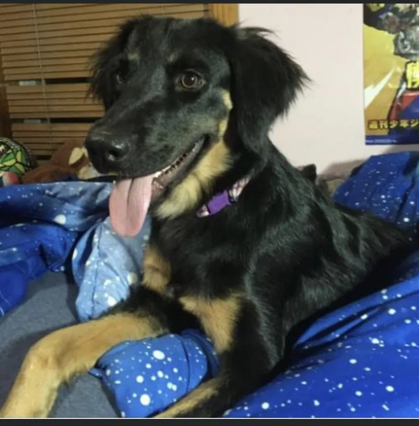 Lost dog in Norristown, PA, 19401