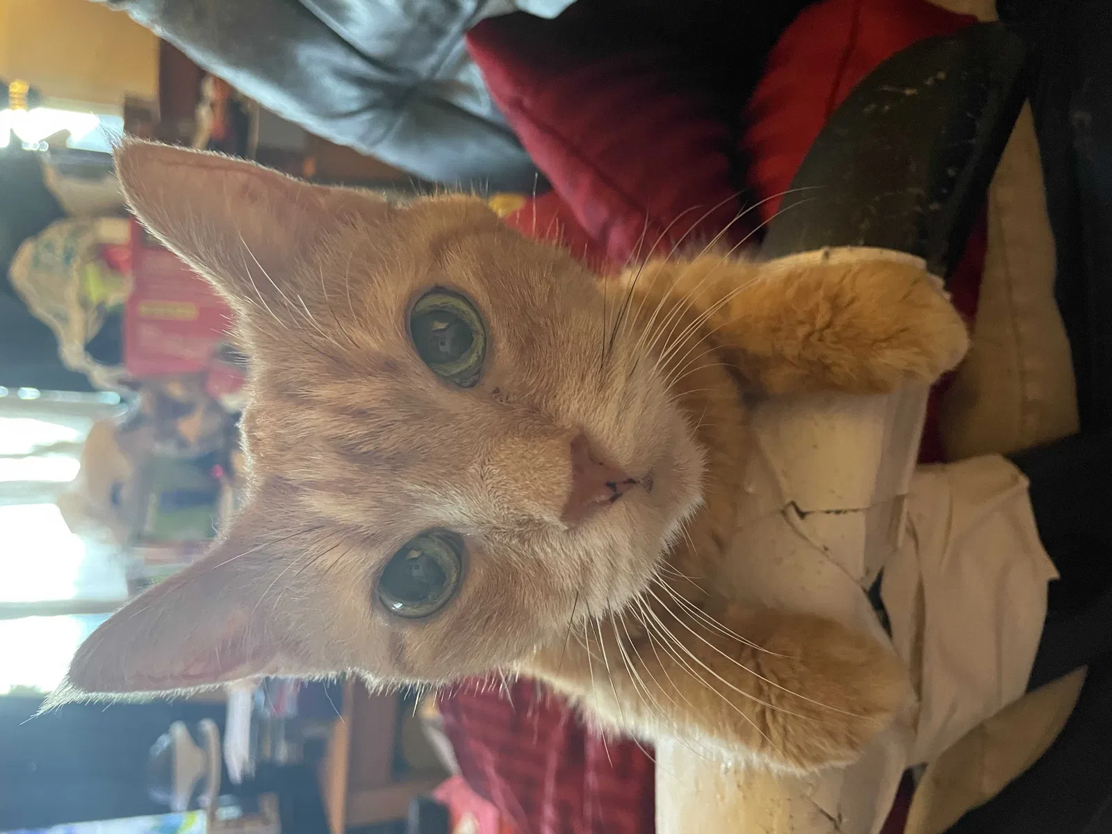 Lost cat in Toledo, OH, 43609