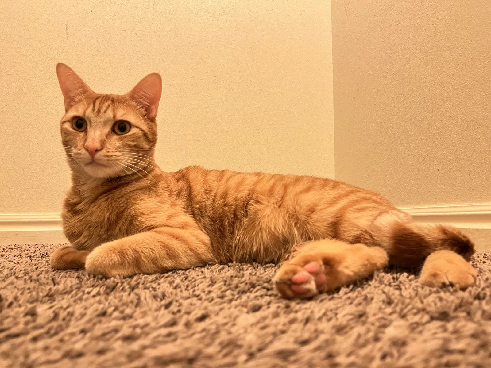 Lost cat in Lake Elsinore, CA, 92530