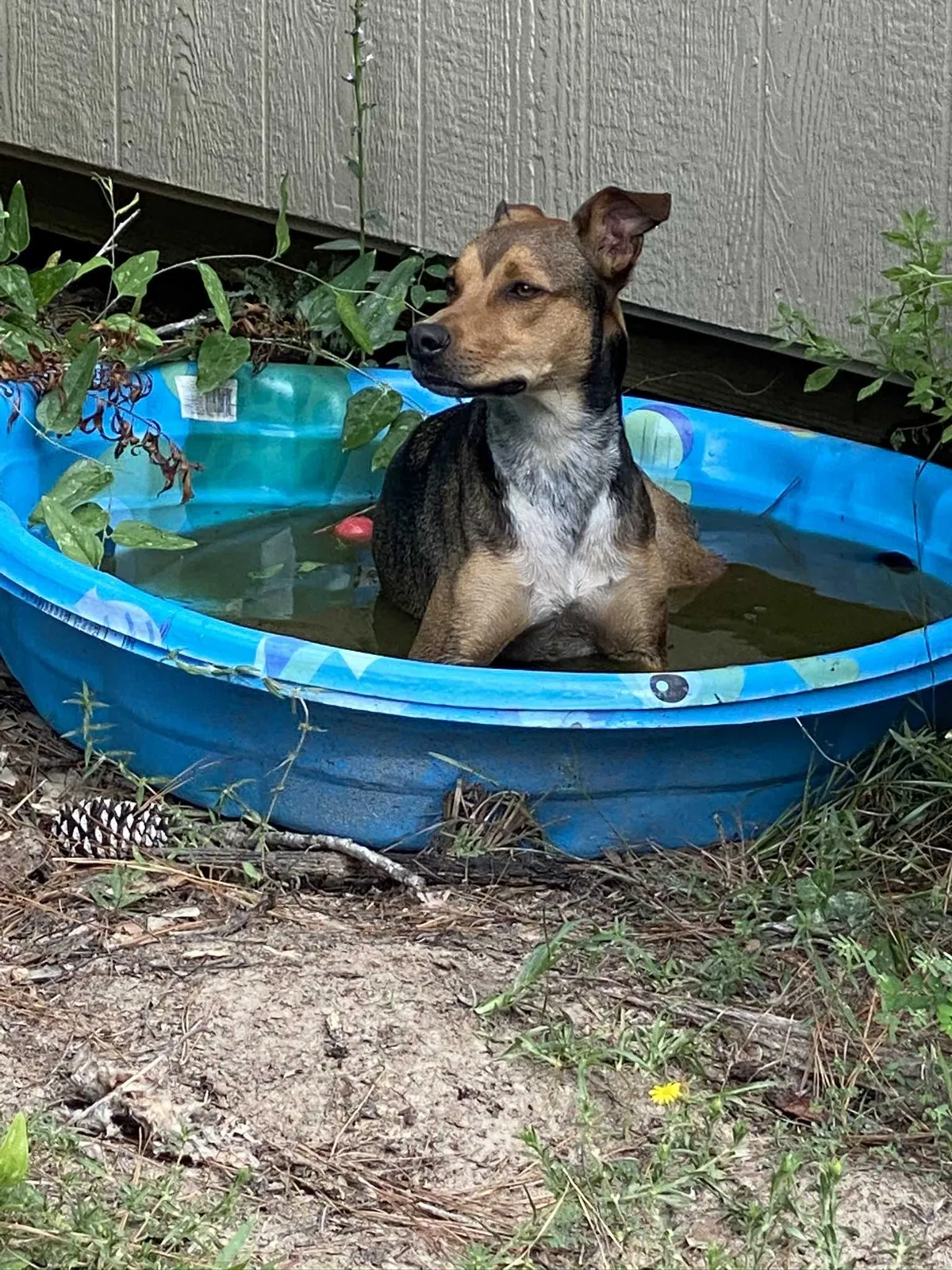 Lost dog in Cleveland, TX, 77328