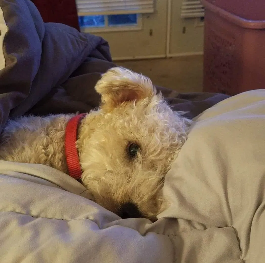 Lost dog in Broadway, NC, 27505