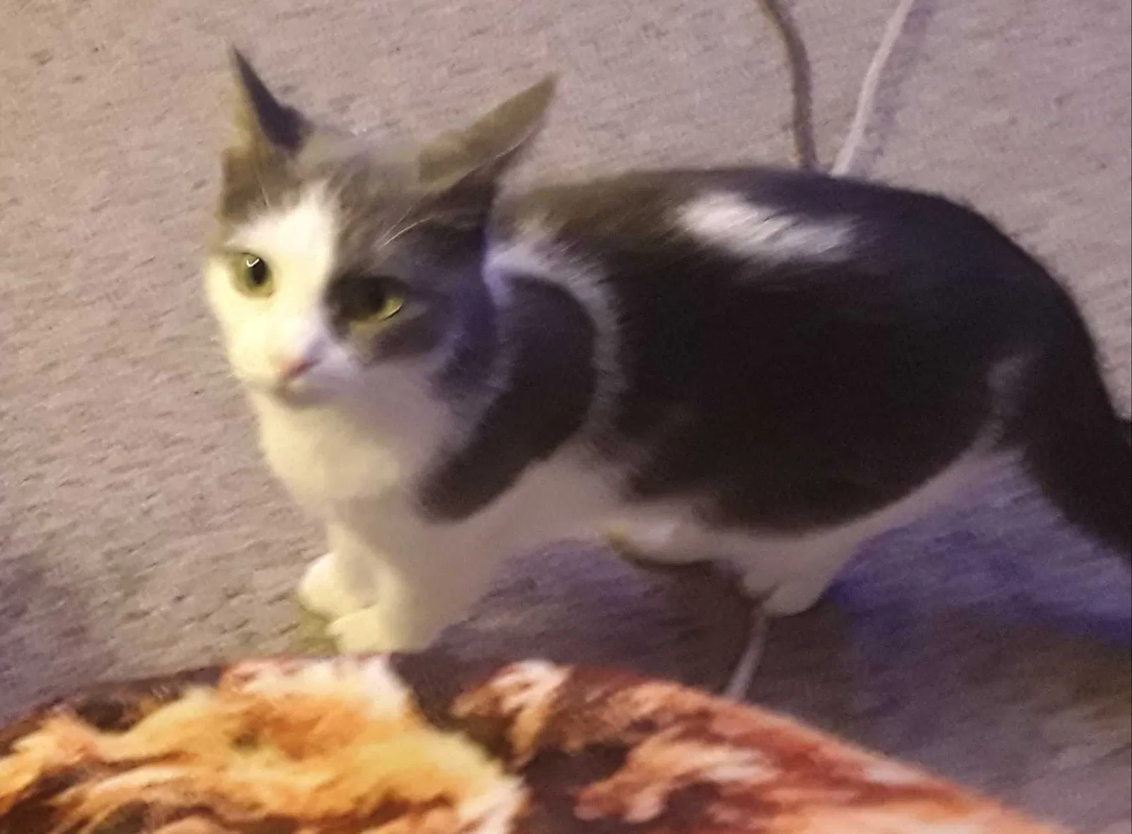 Lost cat in Indianapolis, IN, 46239