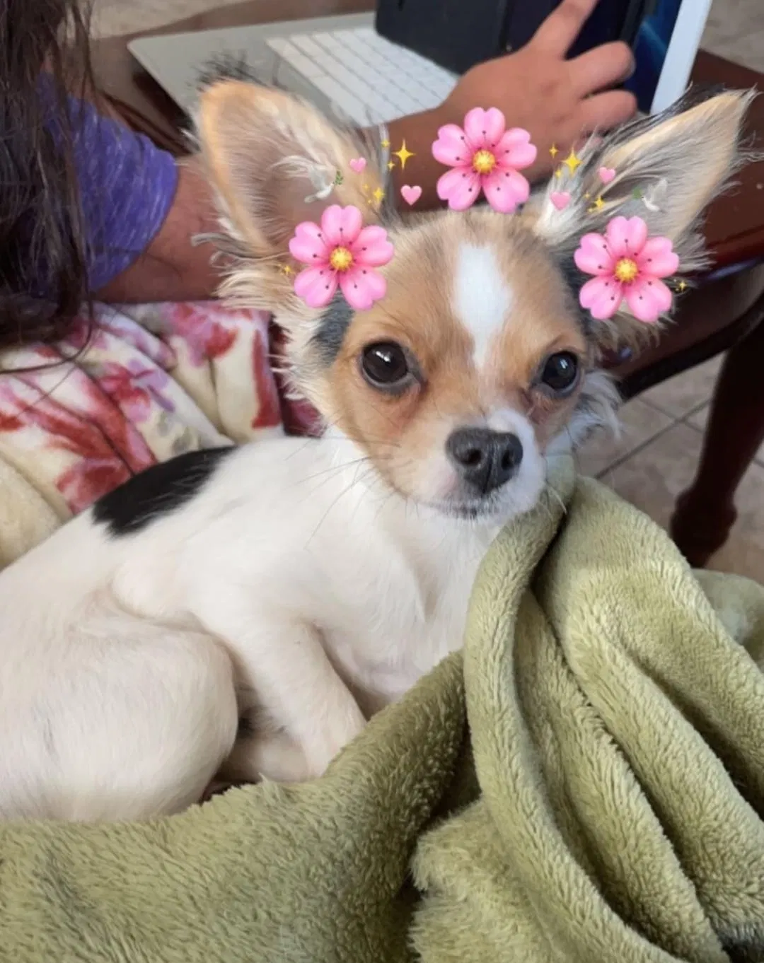 Lost dog in Bakersfield, CA, 93304