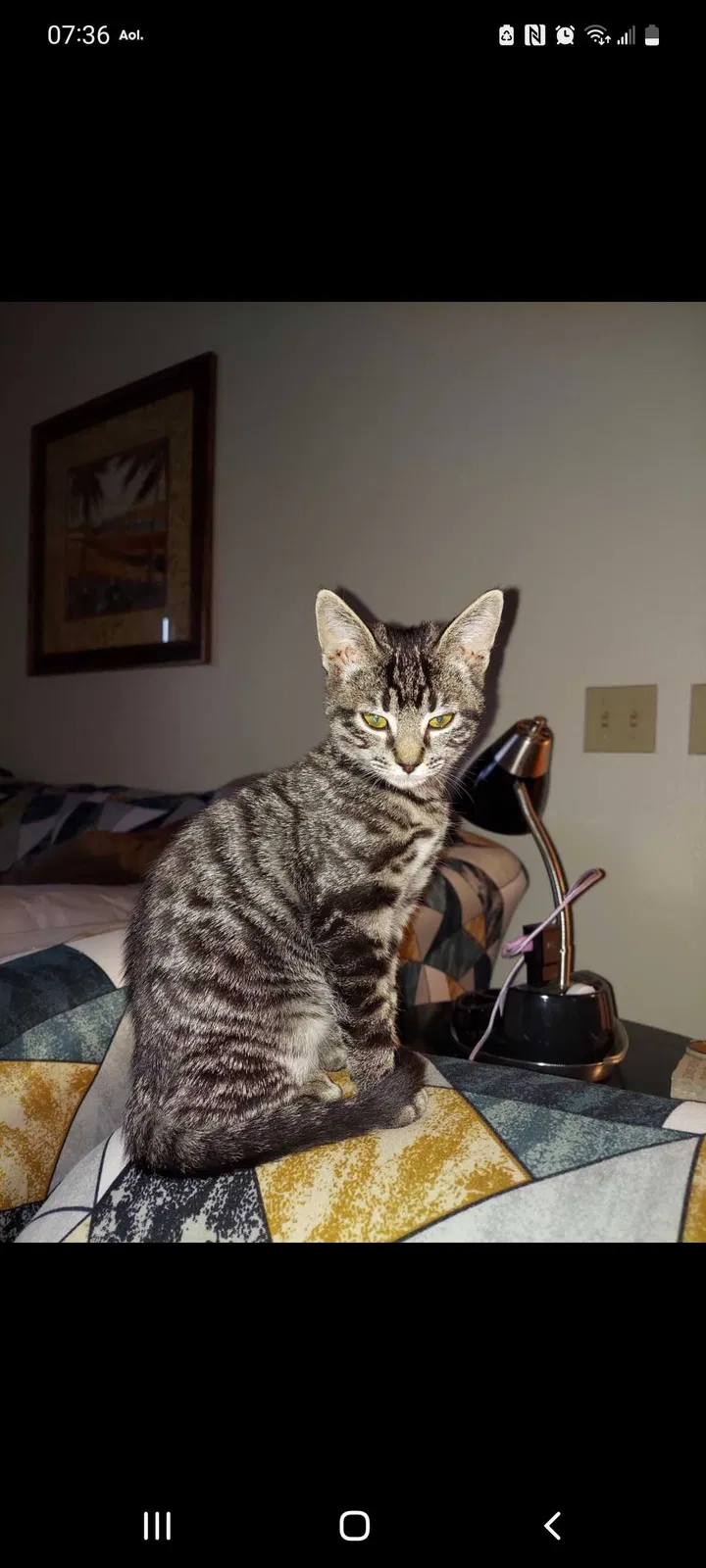 Lost cat in Laguna Hills, CA, 92653