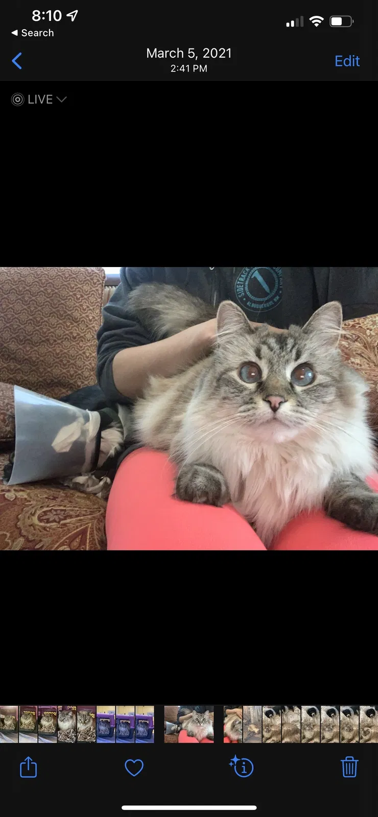 Lost cat in Albuquerque, NM, 87108