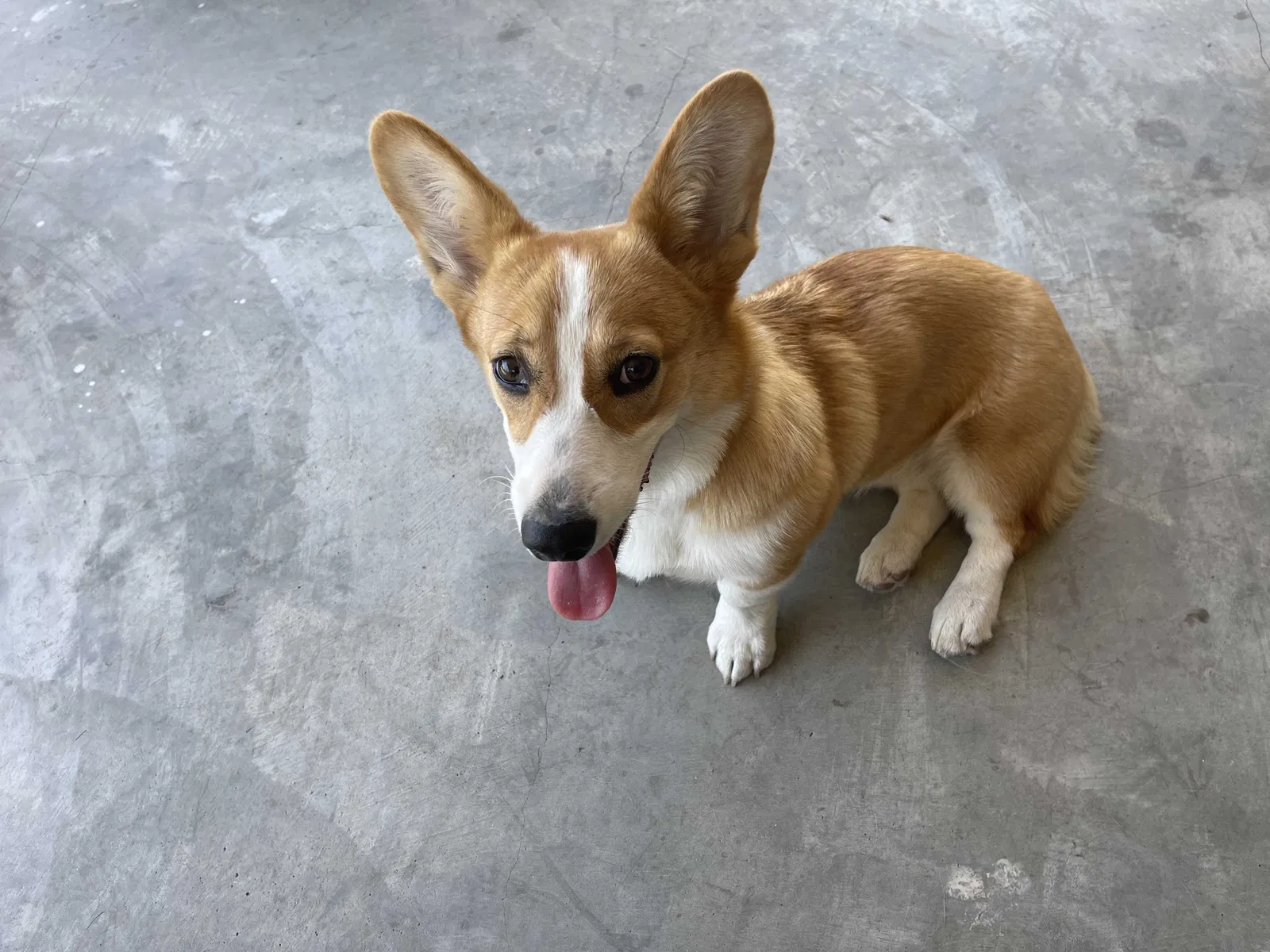 Lost dog in Los Angeles, CA, 90031