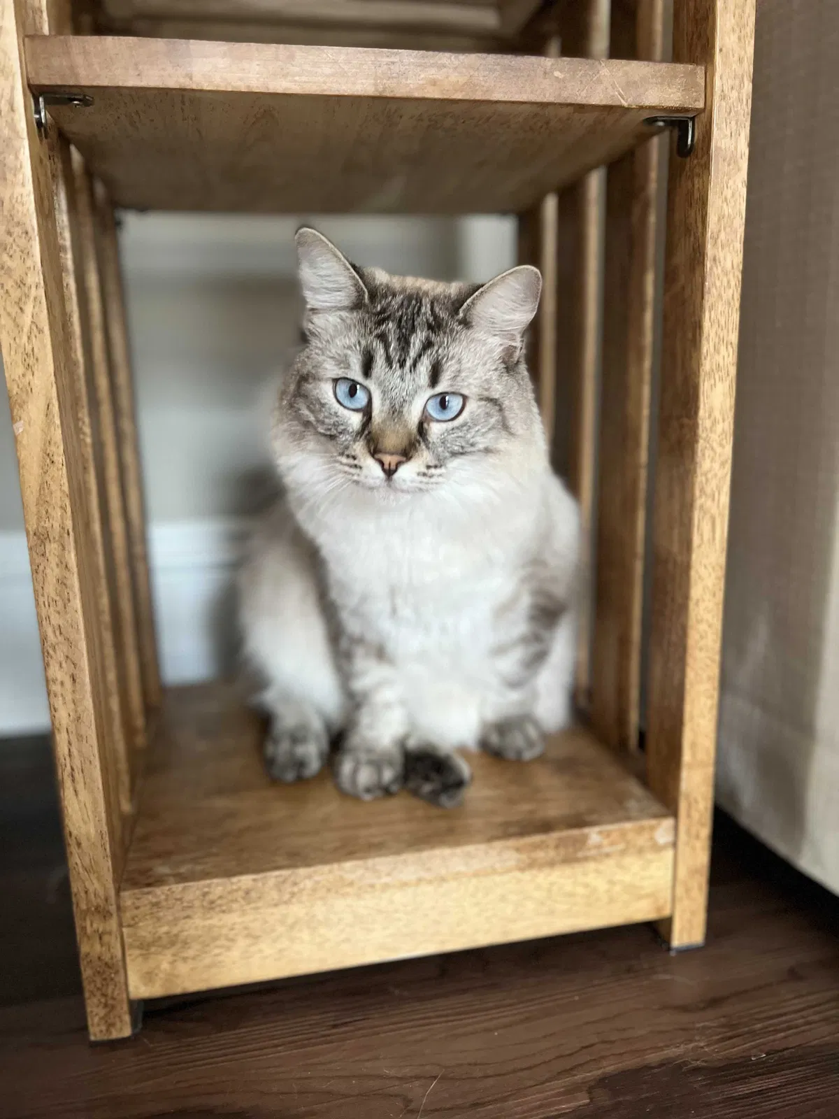 Lost cat in Tallahassee, FL, 32317