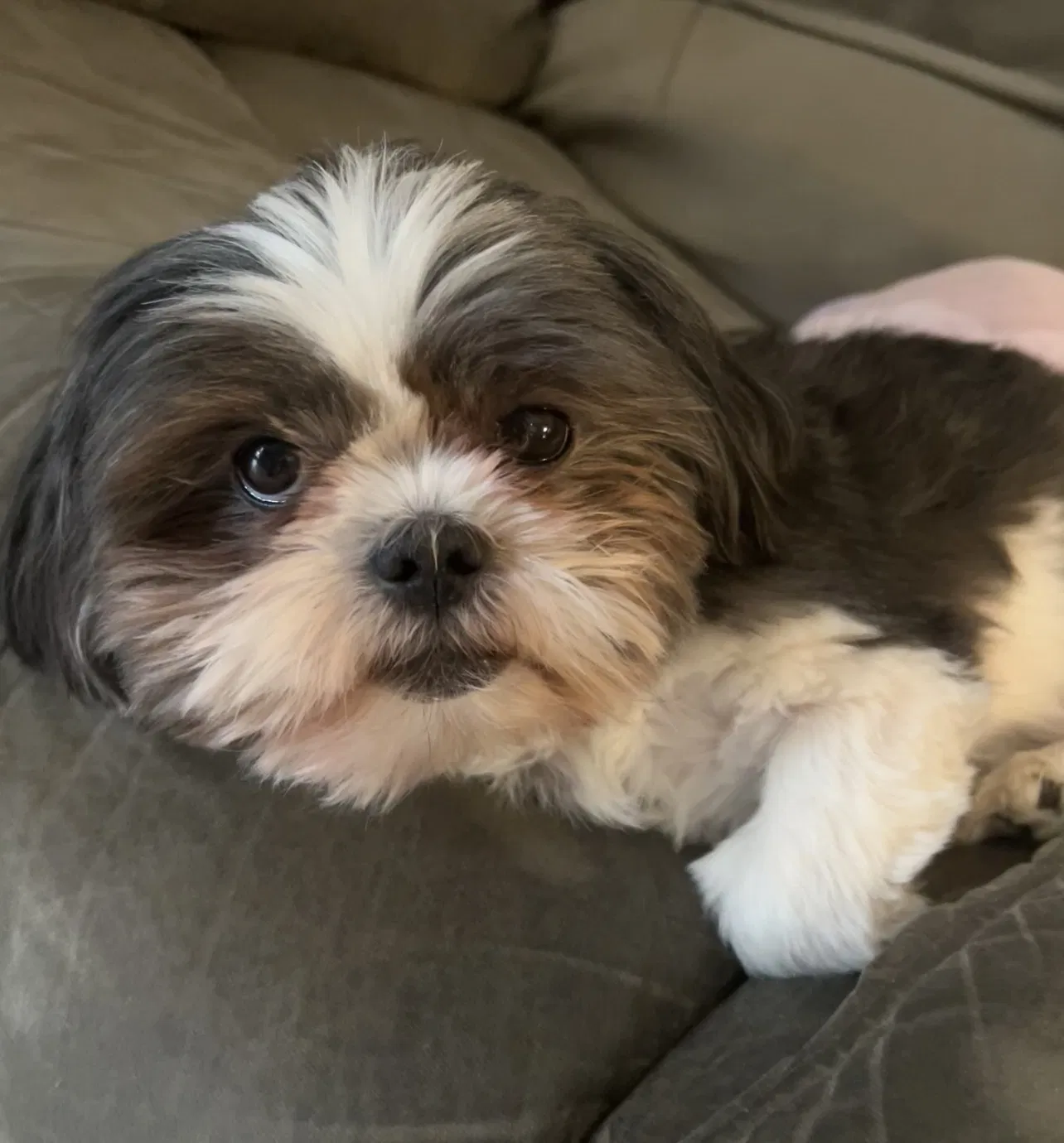 Lost dog in Houston, TX, 77091