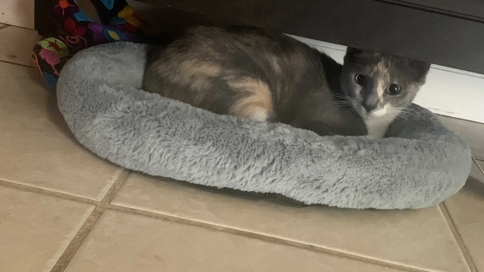 Lost cat in West Covina, CA, 91791