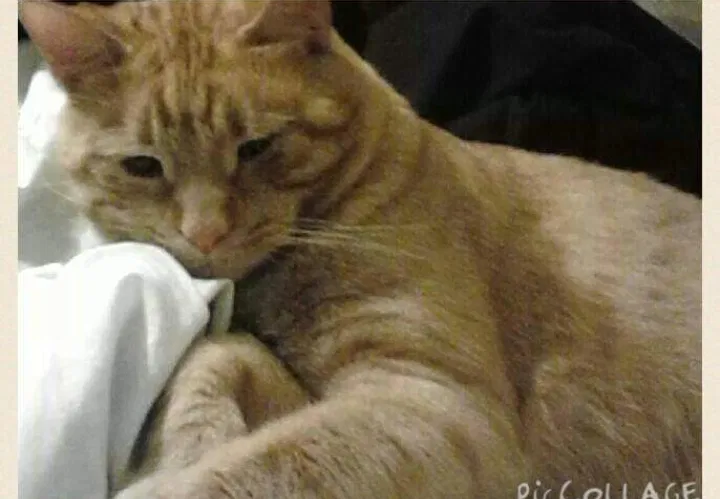 Lost cat in Ocala, FL, 34474