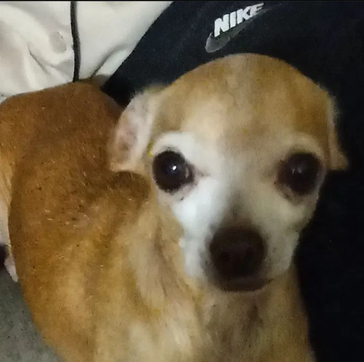 Lost dog in El Paso, TX, 79928