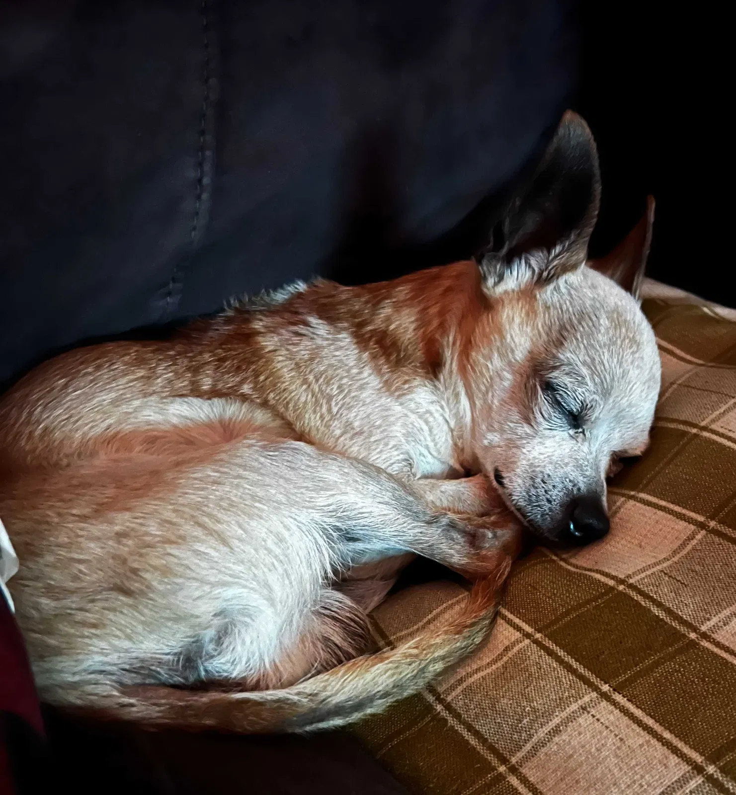 Lost dog in San Antonio, TX, 78253