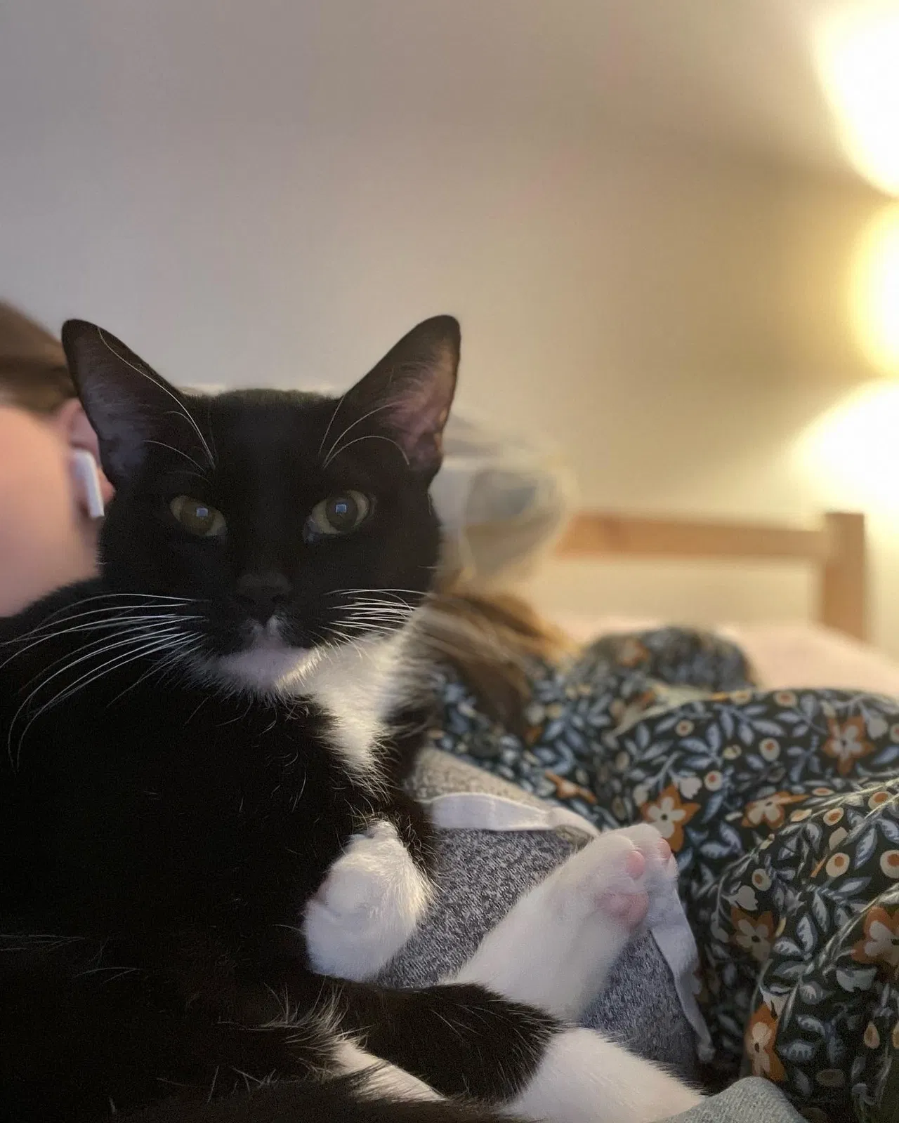 Lost cat in Lees Summit, MO, 64064