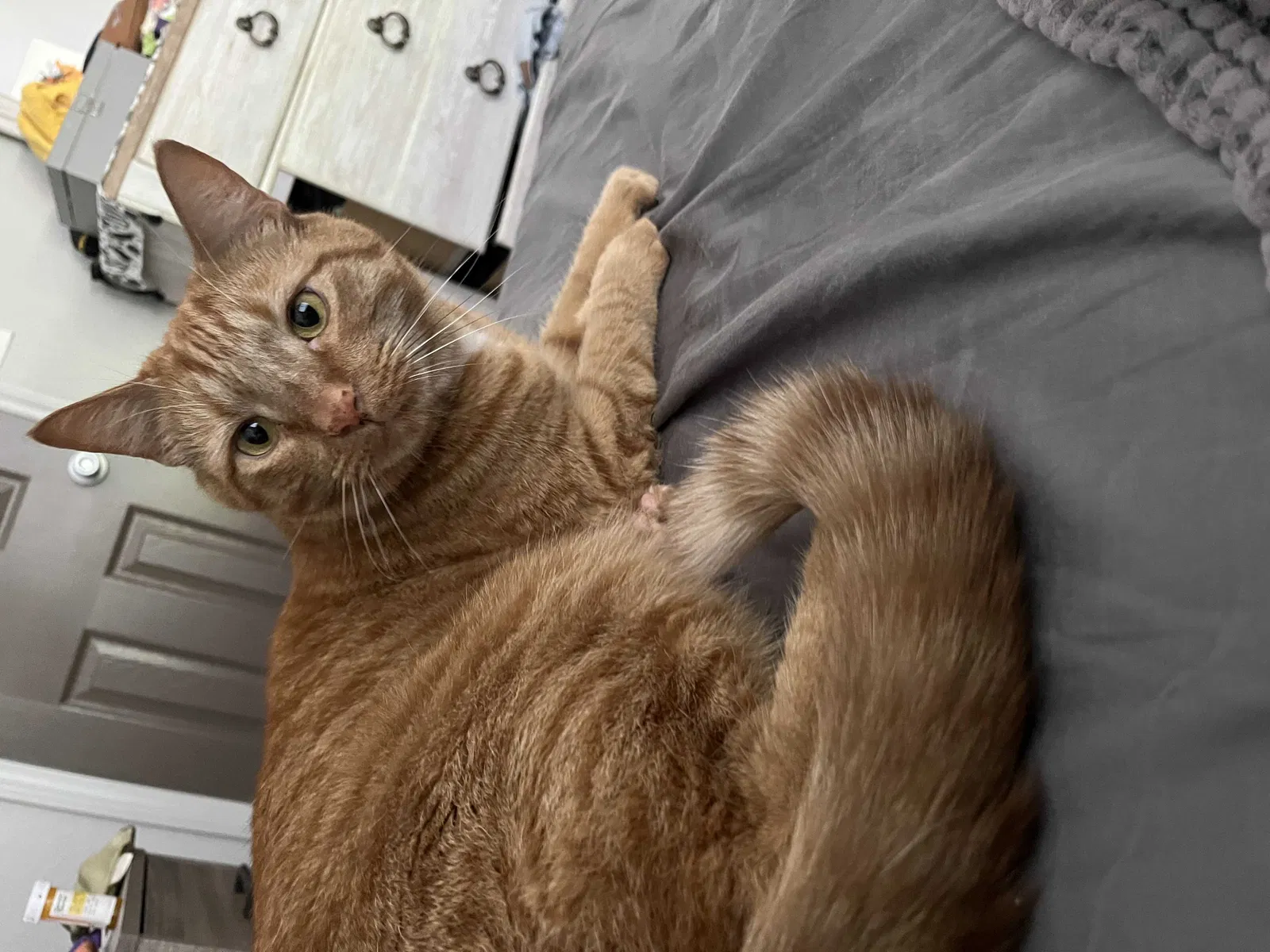 Lost cat in Durham, NC, 27713