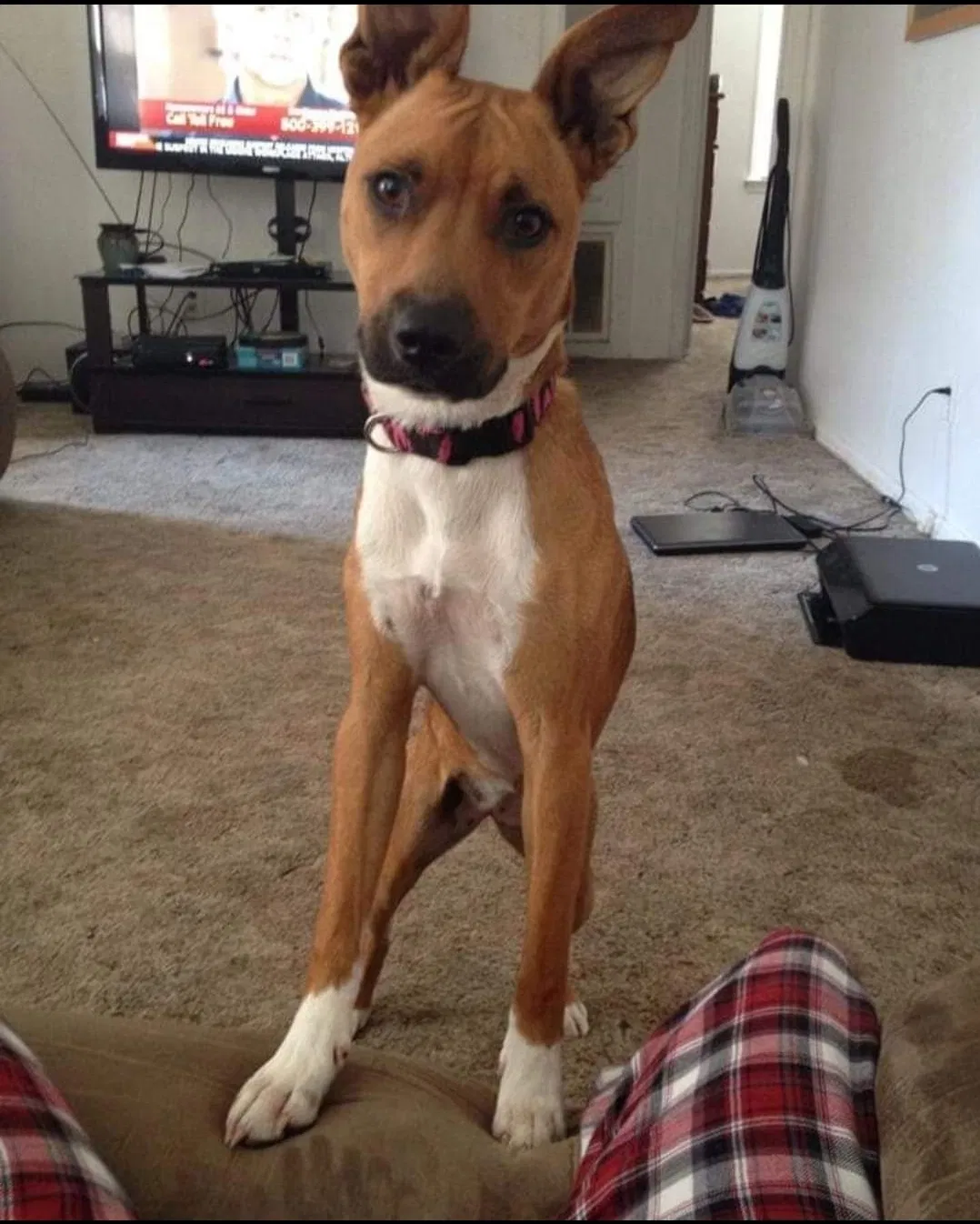 Lost dog in El Reno, OK, 73036