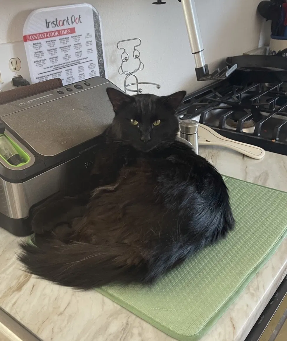Lost cat in Sunnyvale, CA, 94089
