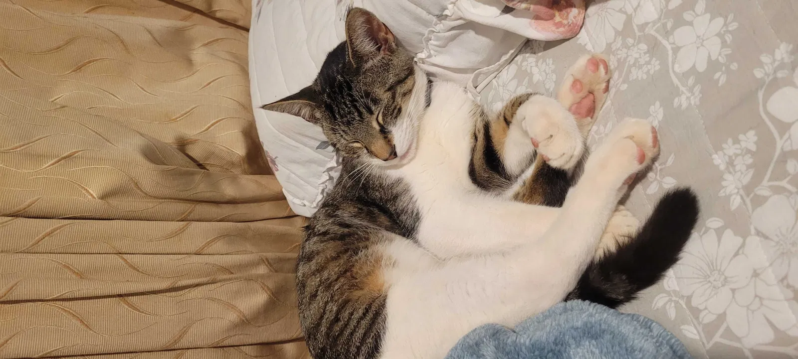 Lost cat in Escondido, CA, 92027