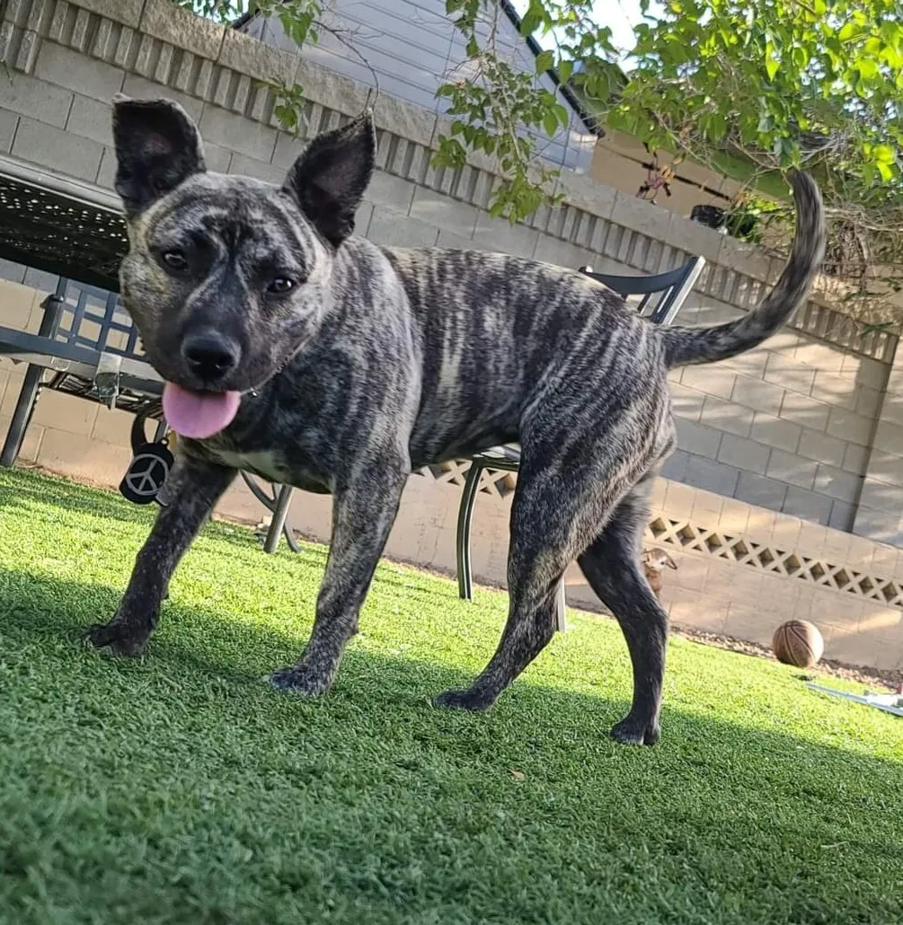Lost dog in Las Vegas, NV, 89121