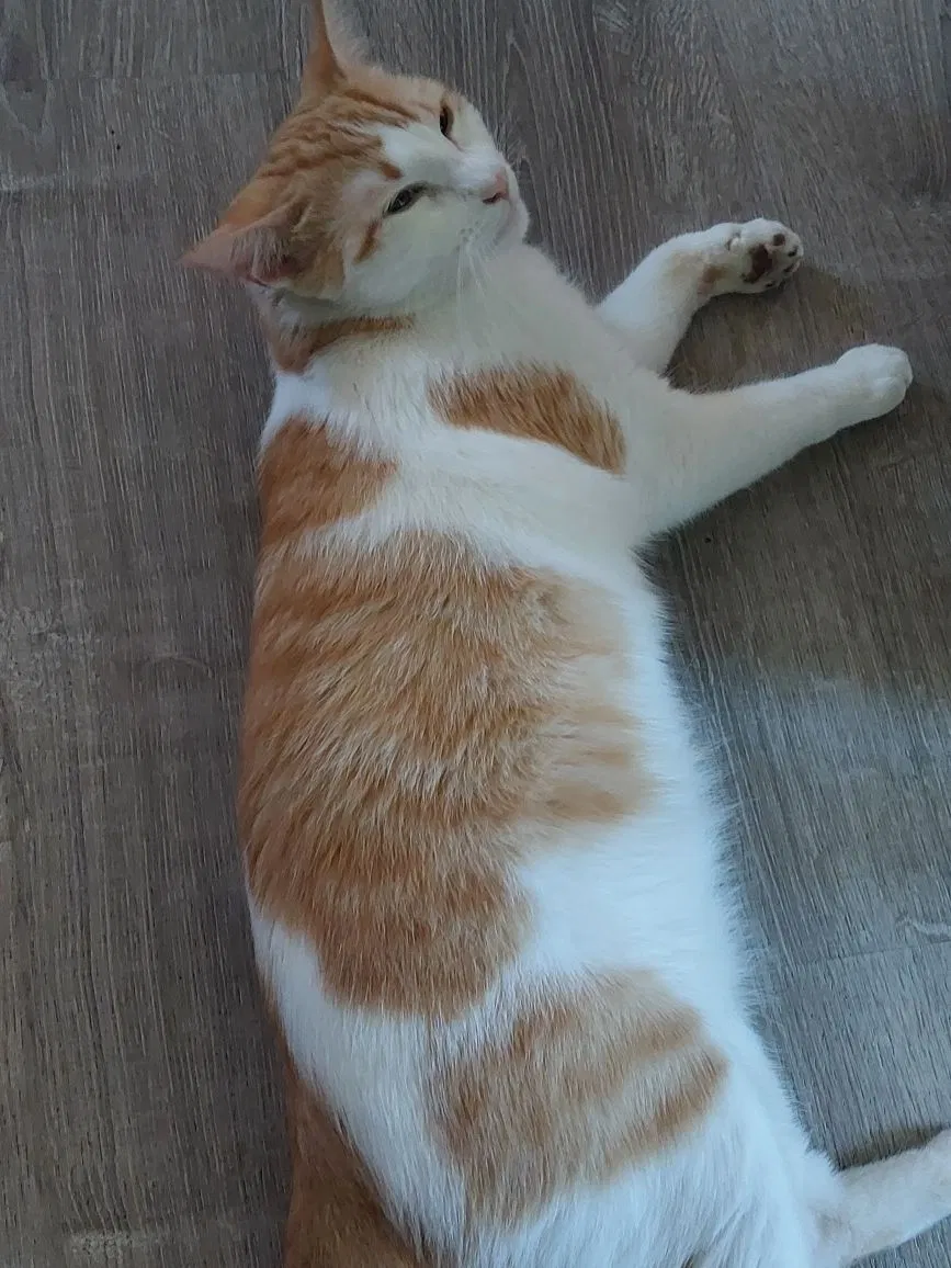 Lost cat in Baldwin Park, CA, 91706