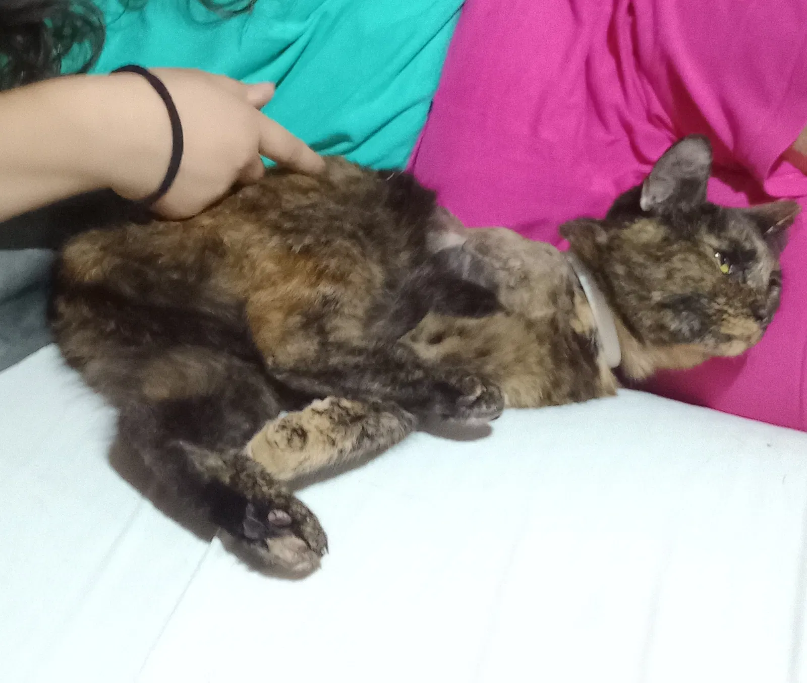 Lost cat in Fair Play, SC, 29643