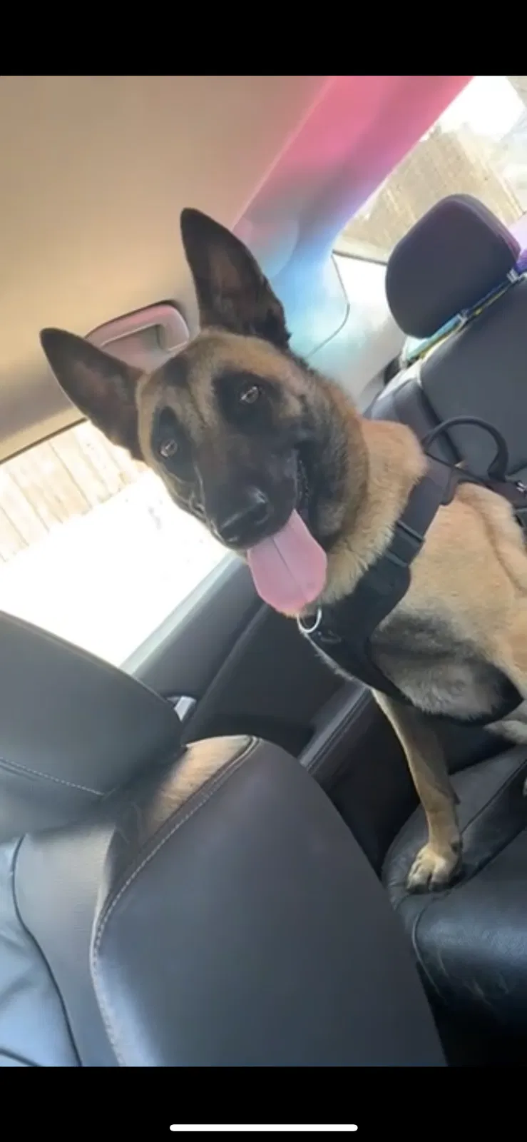 Lost dog in San Diego, CA, 92114
