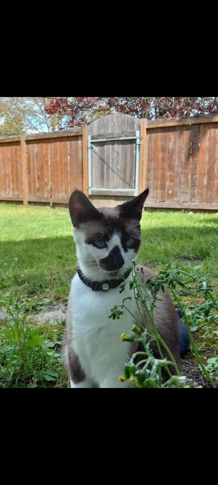 Lost cat in Hillsboro, OR, 97123