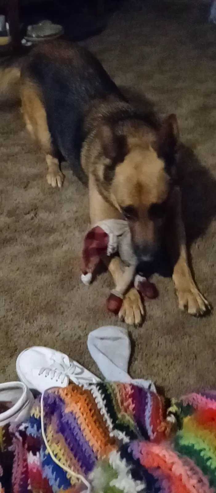 Lost dog in Stockton, CA, 95204