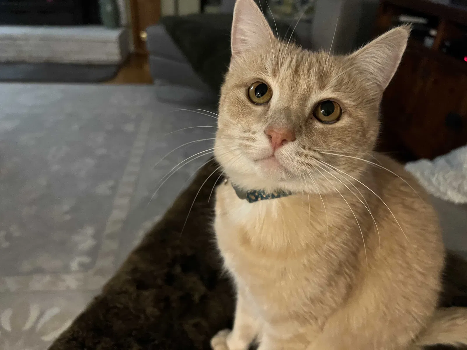 Lost cat in Eugene, OR, 97404