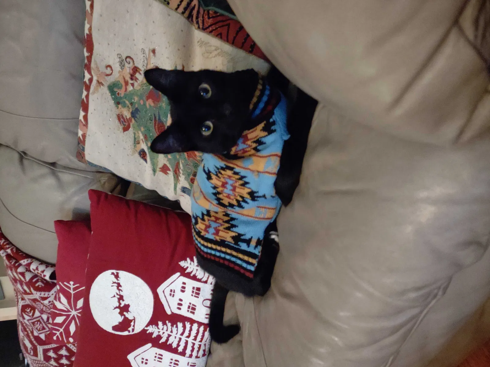 Lost cat in Longwood, FL, 32750