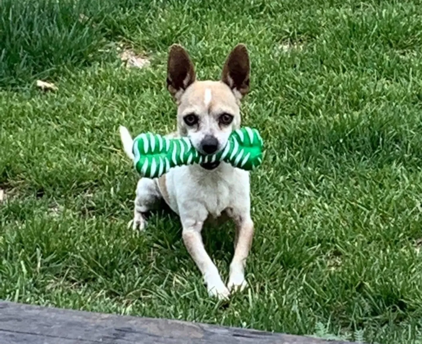 Lost dog in El Paso, TX, 79928