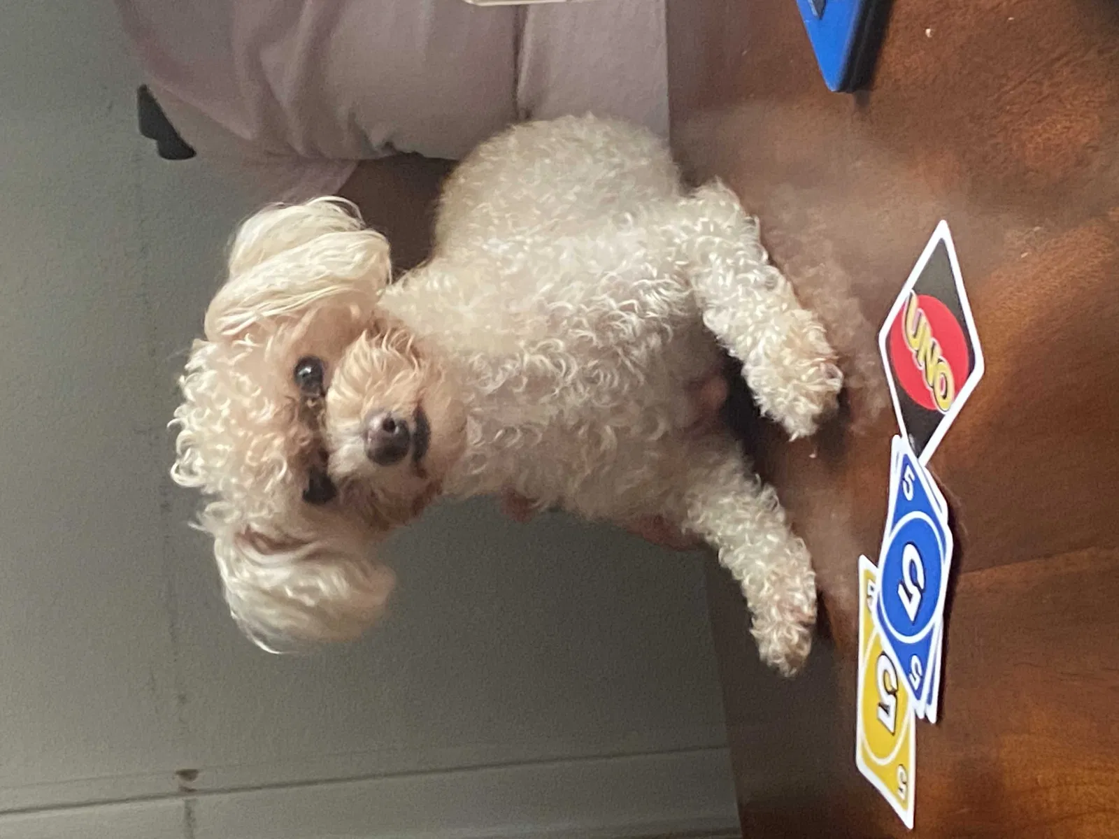 Lost dog in Harvey, LA, 70058