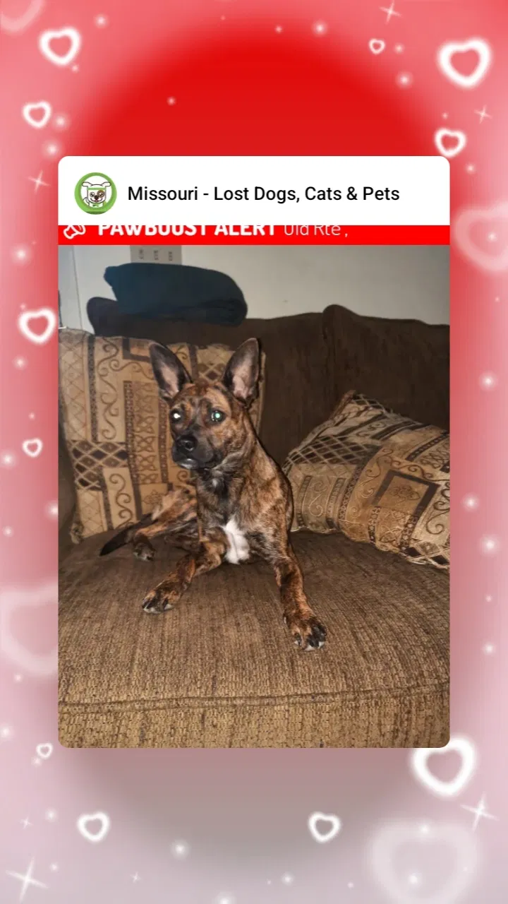 Lost dog in Leasburg, MO, 65535