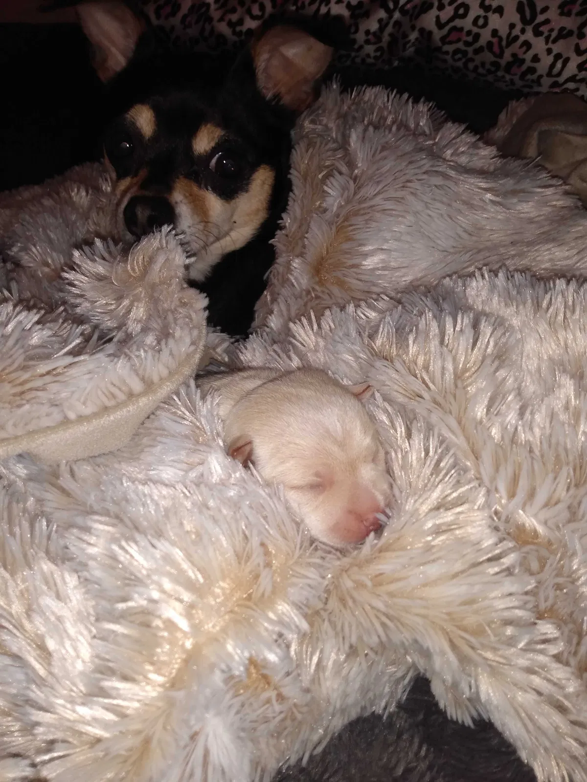 Lost dog in Antioch, CA, 94509